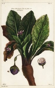 Mandrake, Mandragora officinalis af the Younger Dupin