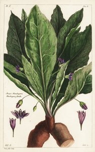 Mandrake, hun, Mandragora officinarum, Atropa mandragora, hunmandrake
