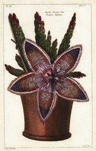 Søstjerneblomst eller ådselplante, Stapelia hirsuta Linn