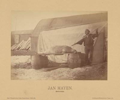 Jan Mayen, Bartrobbe af (Linienschiffs Lieutenant) Richard Basso