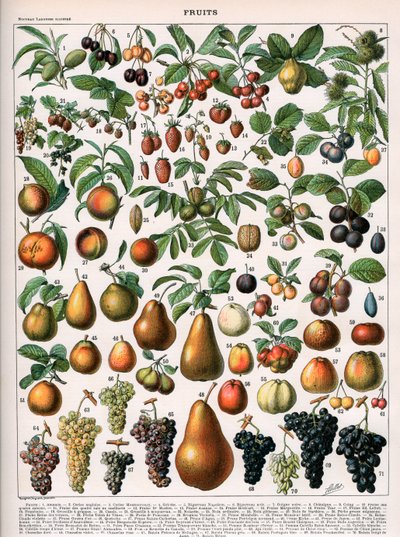 Illustration af frugtsorter, ca. 1905-10 (farve litho) af (after) Alillot