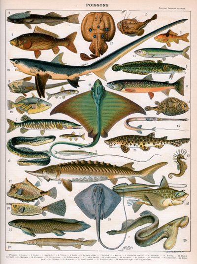 Illustration af havfisk, ca. 1905-10 (farve litho) af (after) Alillot