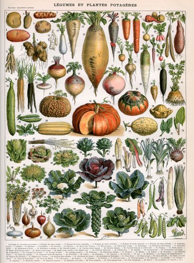 Illustration af grøntsagssorter, ca. 1905-10 (farve litho) af (after) Alillot