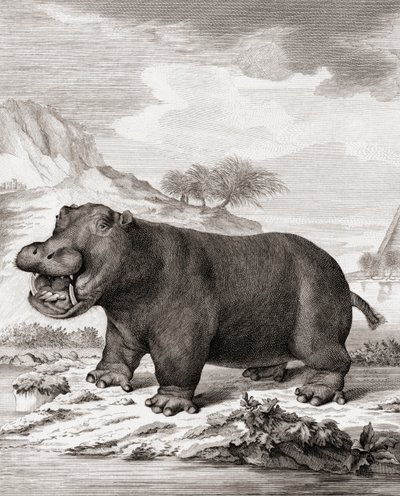En flodhest (Hippopotamus amphibius) af (after) Dutch School