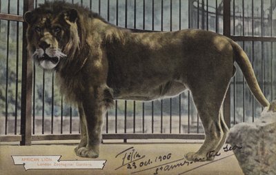 African Lion, London Zoological Gardens (farvefoto) af (after) English photographer