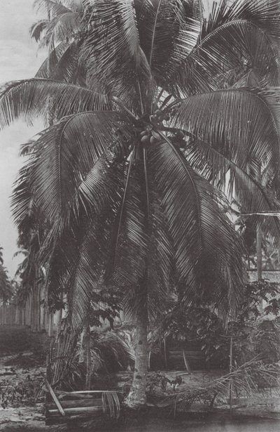 Singapore: Kokosnøddetræ (s/h-foto) af (after) English photographer