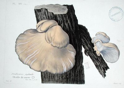 Dendrosarcos juglandis, plade 20 fra "Iconographie des Champignons de J.J. Paulet" af J.H. Leveille, graveret af Renard af (after) Fossier