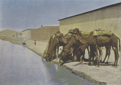 Kameler ved floden (farvet foto) af (after) French Photographer