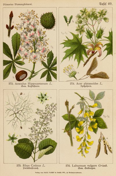 Aesculus Hippocastanum, Acer Platanoides, Rhus Cotinus, Laburnum Vulgare (farvelitografi) af (after) German School
