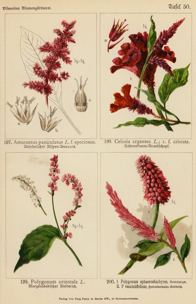 Amarantus Paniculatus, Celosia Argentea, Polygonum Orientale, Polygonum Sphaerostachyum, Polygonum Vacciniifolium (farvelitografi) af (after) German School