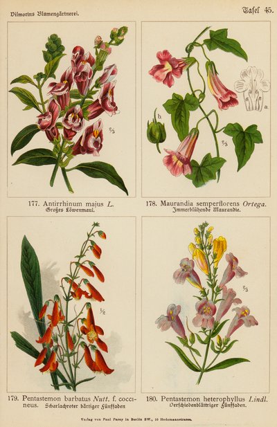Antirrhinum Majus, Maurandia Semperflorens, Pentastemon Barbatus, Pentastemon Heterophyllus (farvelitografi) af (after) German School