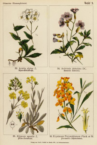 Arabis Alpina, Aubrietia Deltoidea, Alyssum Saxatile, Erysimum Perowskianum (farvelitografi) af (after) German School