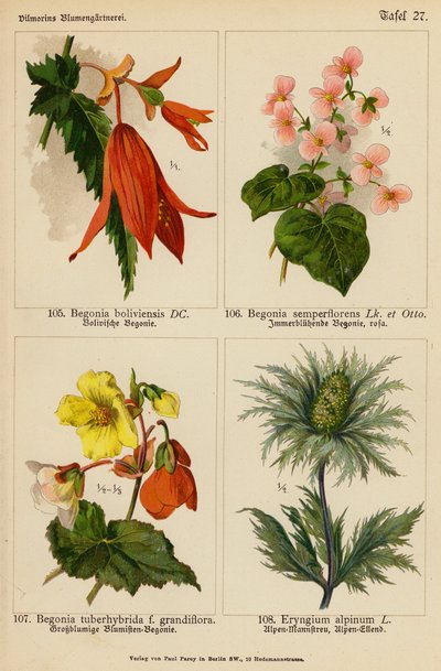 Begonia Boliviensis, Begonia Semperflorens, Begonia Tuberhybrida, Eryngium Alpinum (farvelitografi) af (after) German School