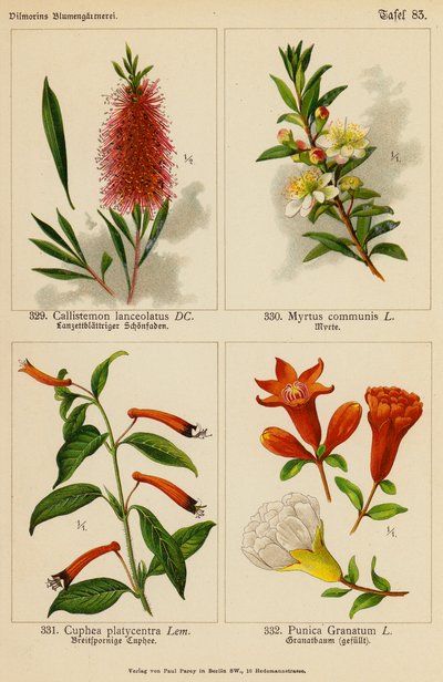 Callistemon Lanceolatus, Myrtus Communis, Cuphea Platycentra, Punica Granatum (farvelitografi) af (after) German School