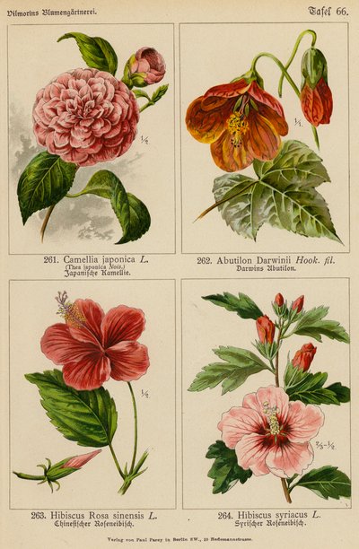 Camellia Japonica, Abutilon Darwinii, Hibiscus Rosa Sinensis, Hibiscus Syriacus (farvelitografi) af (after) German School