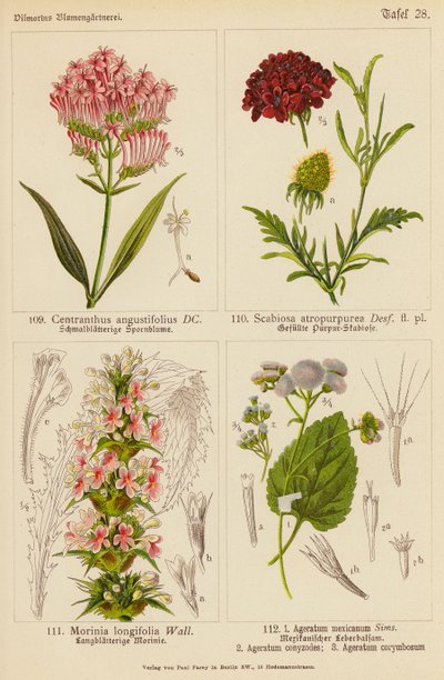 Centranthus Angustifolius, Scabiosa Atropurpurea, Morinia Longifolia, Ageratum Mexicanum, Ageratum Conyzodes, Ageratum Corymbosum (farvelitografi) af (after) German School