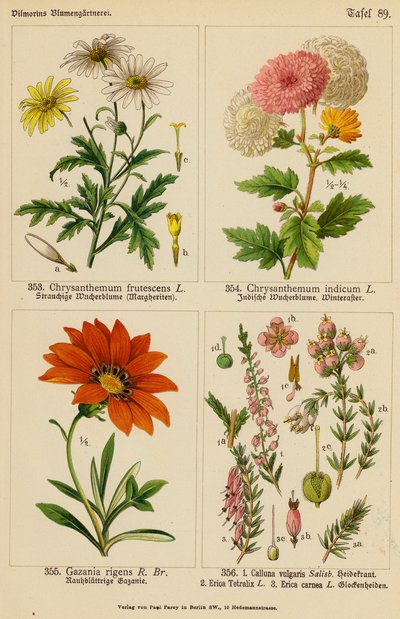 Chrysanthemum Frutescens, Chrysanthemum Indicum, Gazania Rigens, Calluna Vulgaris, Erica Tetralix, Erica Carnea (farvelitografi) af (after) German School