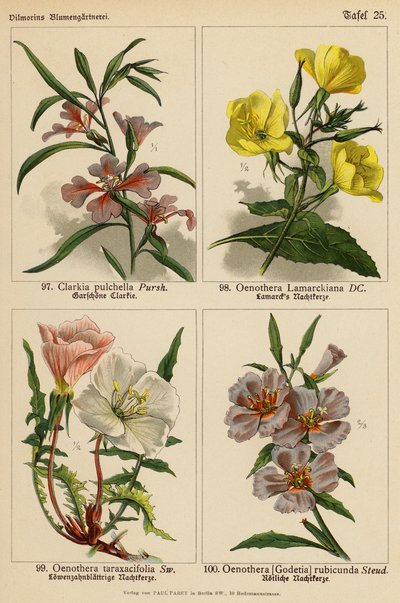Clarkia Pulchella, Oenothera Lamarckiana, Oenothera Taraxacifolia, Oenothera (Godetia) Rubicunda (farvelitografi) af (after) German School