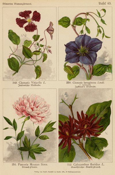 Clematis Viticella, Clematis Lanuginosa, Paeonia Moutan Sims, Calycanthus Floridus (farvelitografi) af (after) German School
