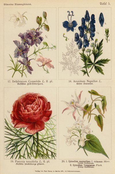 Delphinium Consolida, Aconitum Napellus, Paeonia Tenuifolia, Epimedium Macranthum F Violaceum, Epimedium Youngianum (farvelitografi) af (after) German School