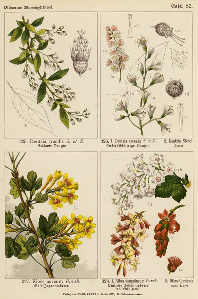 Deutzia Gracilis, Deutzia Crenata, Deutzia Sieboldiana, Ribes Aureum, Ribes Sanguineum, Ribes Gordonianum (farvelitografi) af (after) German School