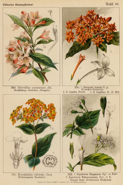 Diervillea Coraeensis, Bouvardia Hybrida, Bouvardia Leiantha, Bouvardia Longiflora, Rondeletia Odorata, Eupatorium Haageanum, Eupatorium Weinmaunianum (farvelitografi). af (after) German School