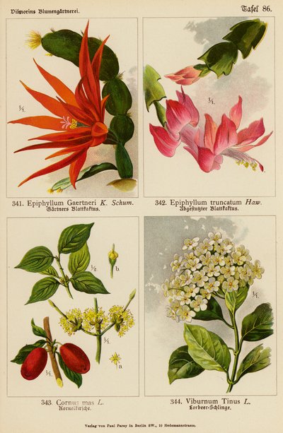 Epiphyllum Gaertneri, Epiphyllum Truncatum, Cornus Mas, Viburnum Tinus (farvelitografi) af (after) German School