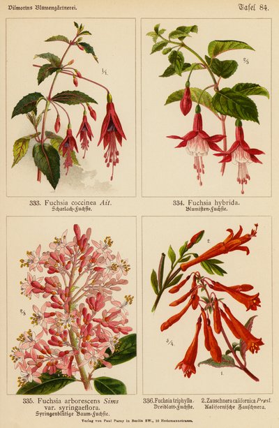 Fuchsia Coccinea, Fuchsia Hybrida, Fuchsia Arborescens, Fuchsia Triphylla, Zauschnera Californica (farvelitografi) af (after) German School