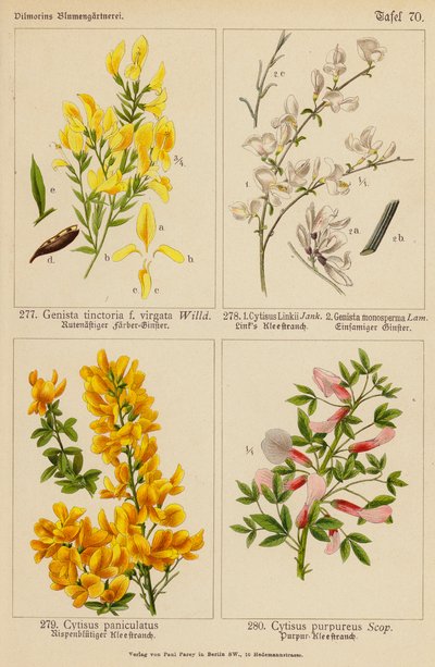 Genista Tinctoria, Cytisus Linkii, Genista Monosperma, Cytisus Paniculatus, Cytisus Purpureus (farvelitografi) af (after) German School