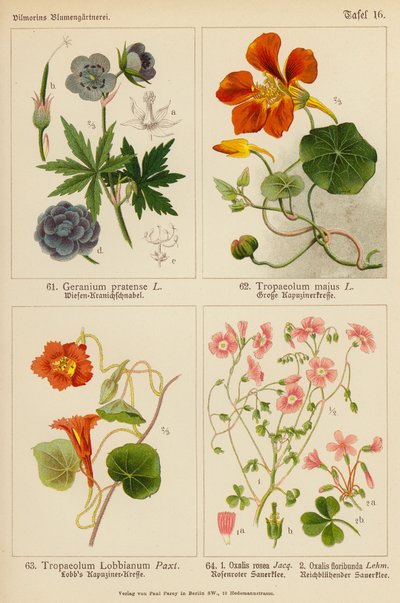 Geranium Pratense, Tropaeolum Majus, Tropaeolum Lobbianum, Oxalis Rosea, Oxalis Floribunda (farvelitografi) af (after) German School