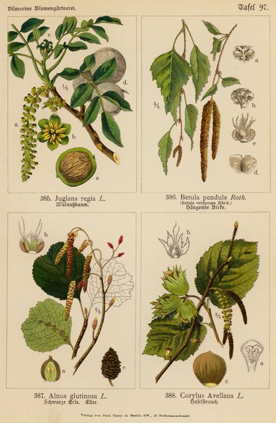 Juglans Regia, Betula Pendula, Alnus Glutinosa, Corylus Avellana (farvelitografi) af (after) German School