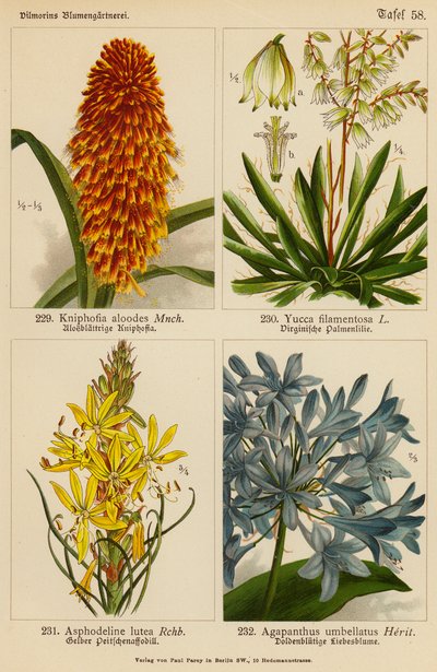 Kniphofia Aloodes, Yucca Filamentosa, Asphodeline Lutea, Agapanthus Umbellatus (farvelitografi) af (after) German School