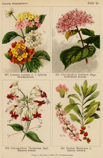 Lantana Aculeata, Clerodendron Foetidum, Clerodendron Thomsonae, Daphne Mezereum (farvelitografi) af (after) German School