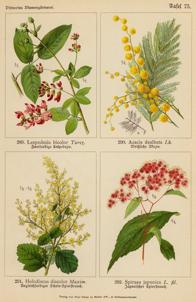 Lespedezia Bicolor, Acacia Dealbata, Holodiscus Discolor, Spiraea Japonica (farvelitografi) af (after) German School