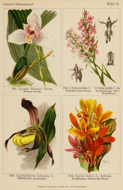 Lycaste Skinneri, Orchis Maculata, Orchis Latifolia, Cypripedilum Calceolus, Canna Indica (farvelitografi) af (after) German School