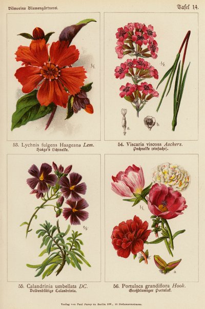 Lychnis Fulgens Haageana, Viscaria Viscosa, Calandrinia Umbellata, Portulaca Grandiflora (farvelitografi) af (after) German School