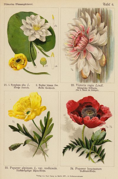 Nymphaea Alba, Nuphar Luteum, Victoria Regia, Papaver Alpinum, Papaver Bracteatum (farvelitografi) af (after) German School