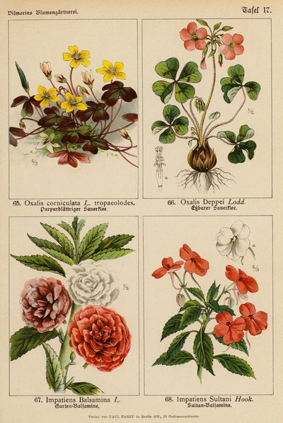 Oxalis Corniculata, Oxalis Deppei, Impatiens Balsamina, Impatiens Sultani (farvelitografi) af (after) German School