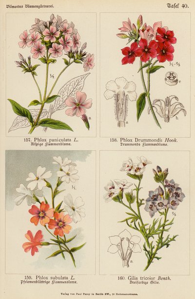 Phlox Paniculata, Phlox Drummondii, Phlox Subulata, Gilia Tricolor (farvelitografi) af (after) German School