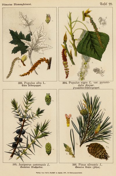 Populus Alba, Populus Nigra, Juniperus Communis, Pinus Silvestris (farvelitografi) af (after) German School