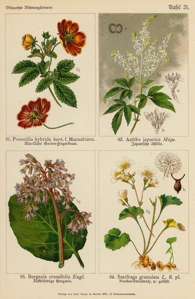 Potentilla Hybrida, Astilbe Japonica, Bergenia Crassifolia, Saxifraga Granulata (farvelitografi) af (after) German School
