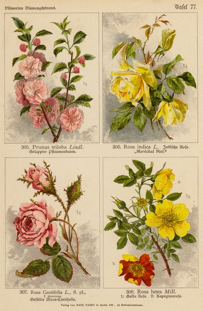 Prunus Triloba, Rosa Indica, Rosa Centifolia, Rosa Lutea (farvelitografi) af (after) German School