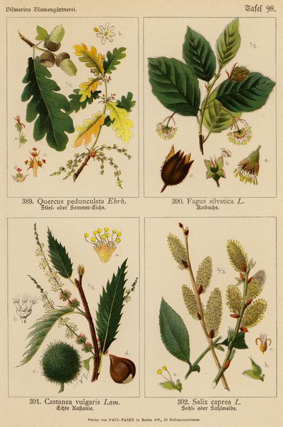 Quercus Pedunculata, Fagus Silvatica, Castanea Vulgaris, Salix Caprea (farvelitografi) af (after) German School