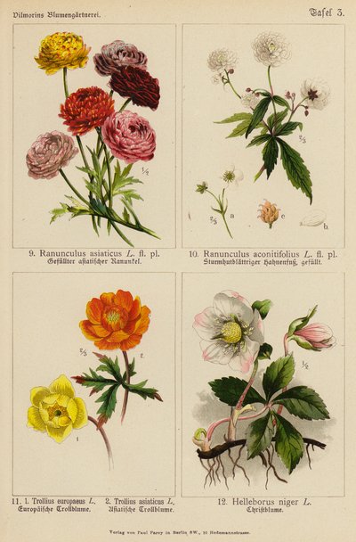 Ranunculus Asiaticus, Ranunculus Aconitifolius, Trollius Europeaeus, Trollius Asiaticus, Helleborus Niger (farvelitografi) af (after) German School