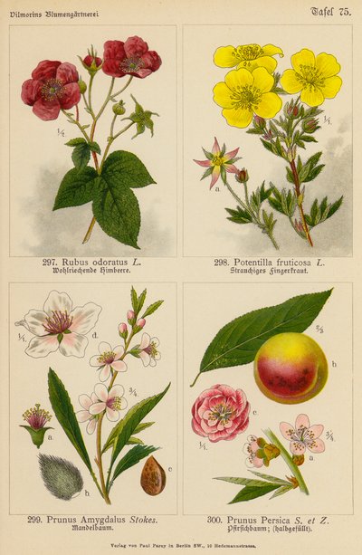 Rubus Odoratus, Potentilla Fruticosa, Prunus Amygdalus, Prunus Persica (farvelitografi) af (after) German School