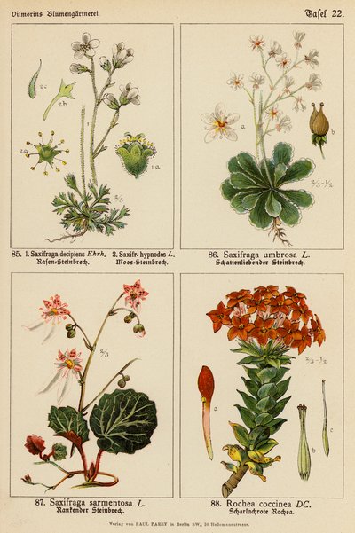 Saxifraga Decipiens, Saxifraga Hypnodes, Saxifraga Umbrosa, Saxifraga Sarmentosa, Rochea Coccinea (farvelitografi) af (after) German School
