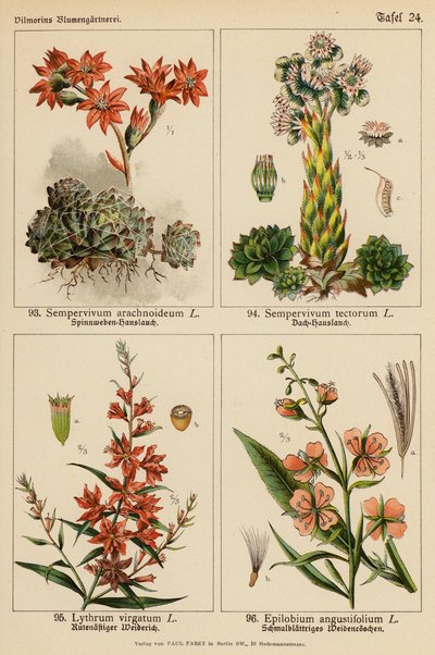 Sempervivum Arachnoideum, Sempervivum Tectorum, Lythrum Virgatum, Epilobium Angustifolium (farvelitografi) af (after) German School