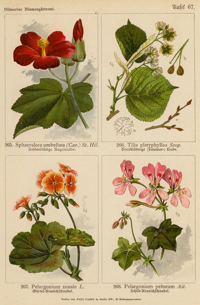 Sphaeralcea Umbellata, Tilia Platyphyllos, Pelargonium Zonale, Pelargonium Peltatum (farvelitografi) af (after) German School