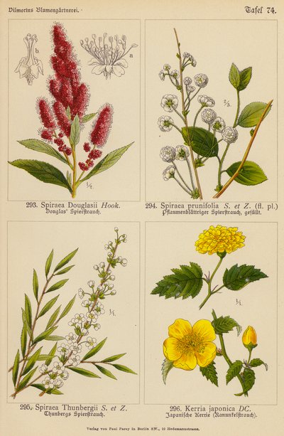 Spiraea Douglasii, Spiraea Prunifolia, Spiraea Thunbergii, Kerria Japonica (farvelitografi) af (after) German School