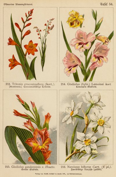 Tritonia Crocosmaeflora, Gladiolus Lemoinei, Gladioulus Gandavensis, Narcissus Biflorus (farvelitografi) af (after) German School